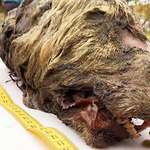 image for Head of a 40,000 year old wolf discovered in Russia