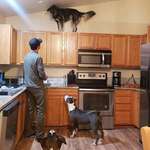 image for 3 dogs, a man and kitchen cabinets.