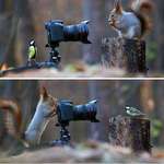 image for Vadim Trunov captured this beautiful moment of a squirrel and a bird playing with a camera