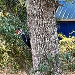 image for Was on a job site and stumbled across a Pileated Woodpecker. This fella was huge.