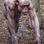 image for Chimp with alopecia reveals a truth usually concealed in fur: Chimps. Are. Ripped.