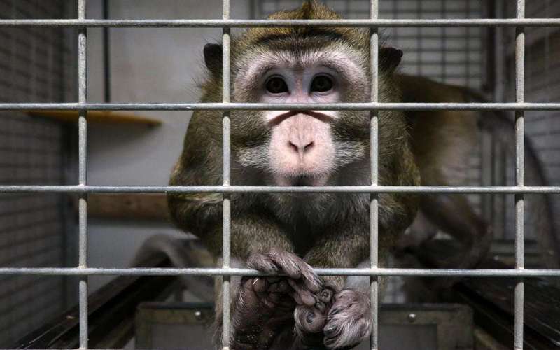 image for Spain approves new law recognizing animals as ‘sentient beings’