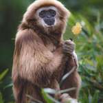 image for A gibbon holding a flower.