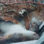 image for Sleeping squirrels in their nest on someone's windows ledge