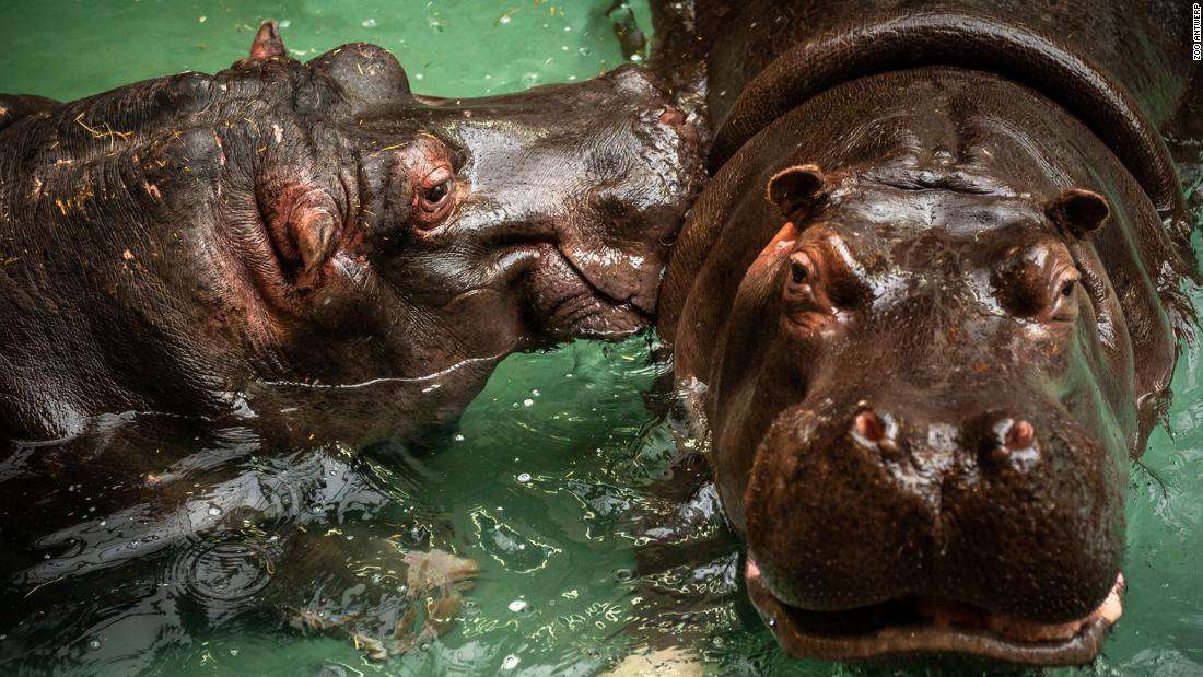 image for Runny-nosed hippos test positive for Covid-19 in Belgium