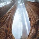 image for The beautiful majestic Giant Sequoias, the largest living things standing on the planet.