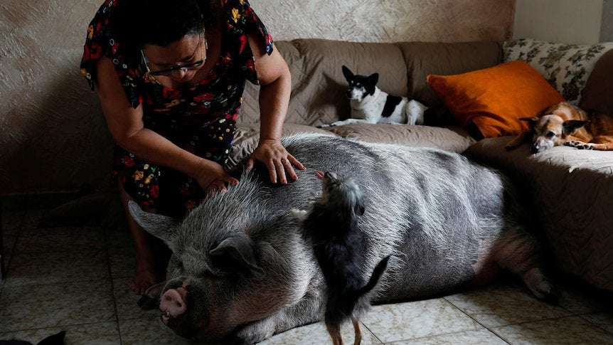 image for Brazillian woman thinks she's buying miniature piglet, doesn't expect it to grow to 250 kilograms