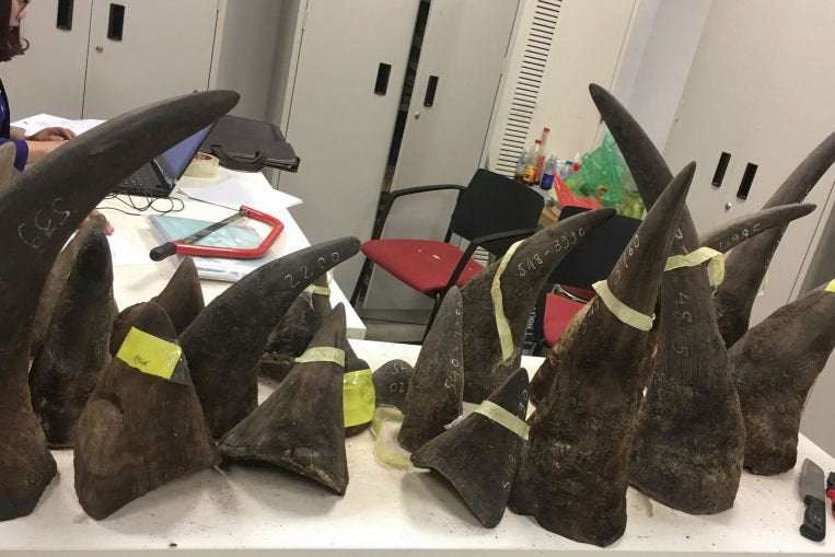 image for Vietnam jails rhino horn trafficker for 14 years - longest for the crime, says NGO