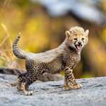 image for A cheetah cub, still wearing is fluffy fur