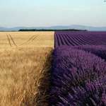image for Wheat Field Vs Lavender Field.