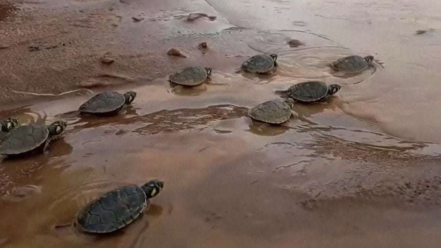 image for One million Amazon River turtles released at Bolivia-Brazil border in conservation effort