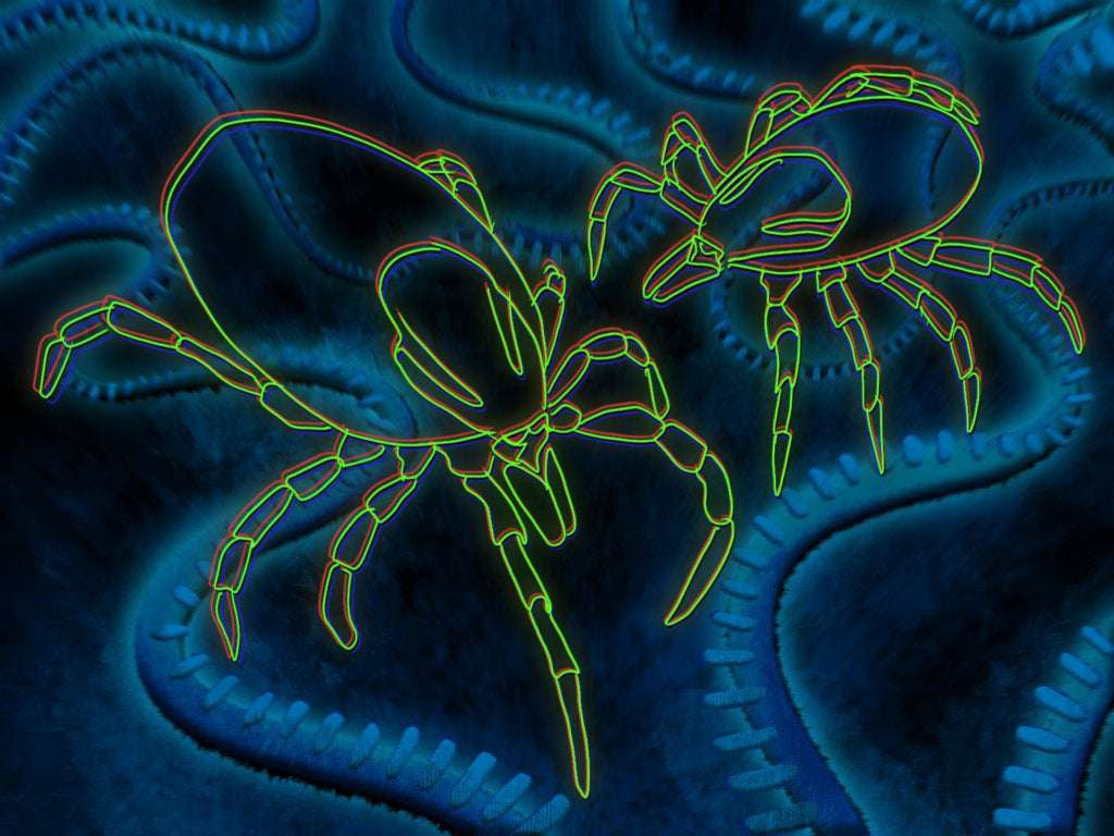 image for Yale researchers develop mRNA-based lyme disease vaccine