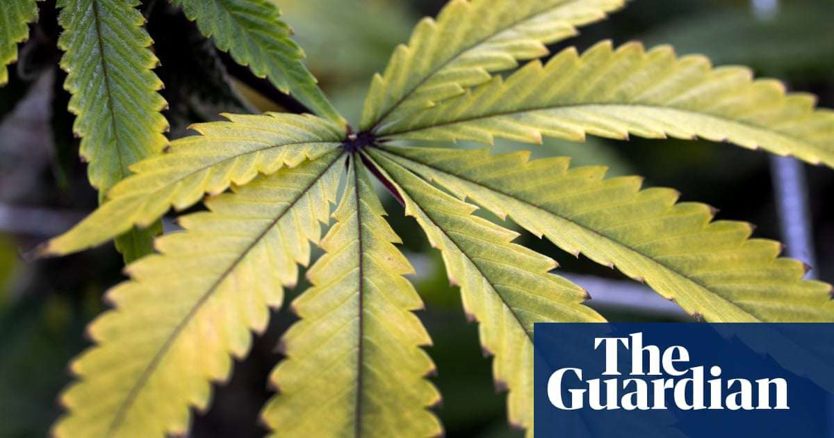 image for Malta to legalise cannabis for personal use in European first