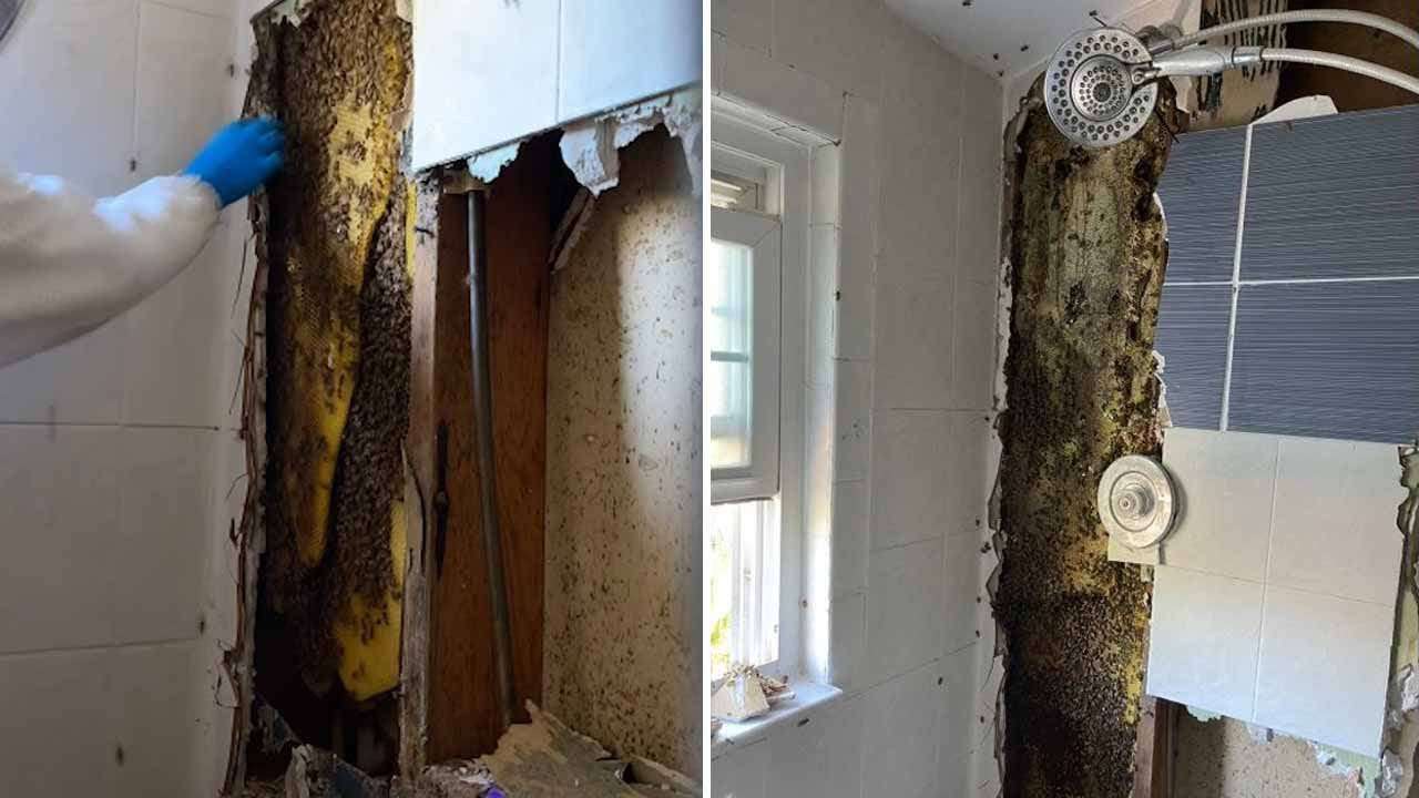 image for 7-foot beehive removed from St. Pete home, revealing 100 pounds of honey behind bathroom wall