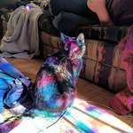 image for Cat bathed in light from a stained glass window