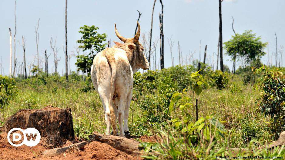 image for European supermarkets pull beef products linked to Brazil deforestation
