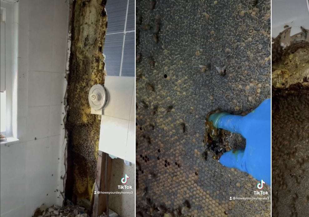 image for 80,000 ‘nice’ bees discovered in bathroom wall during home renovation – DailyAtomic