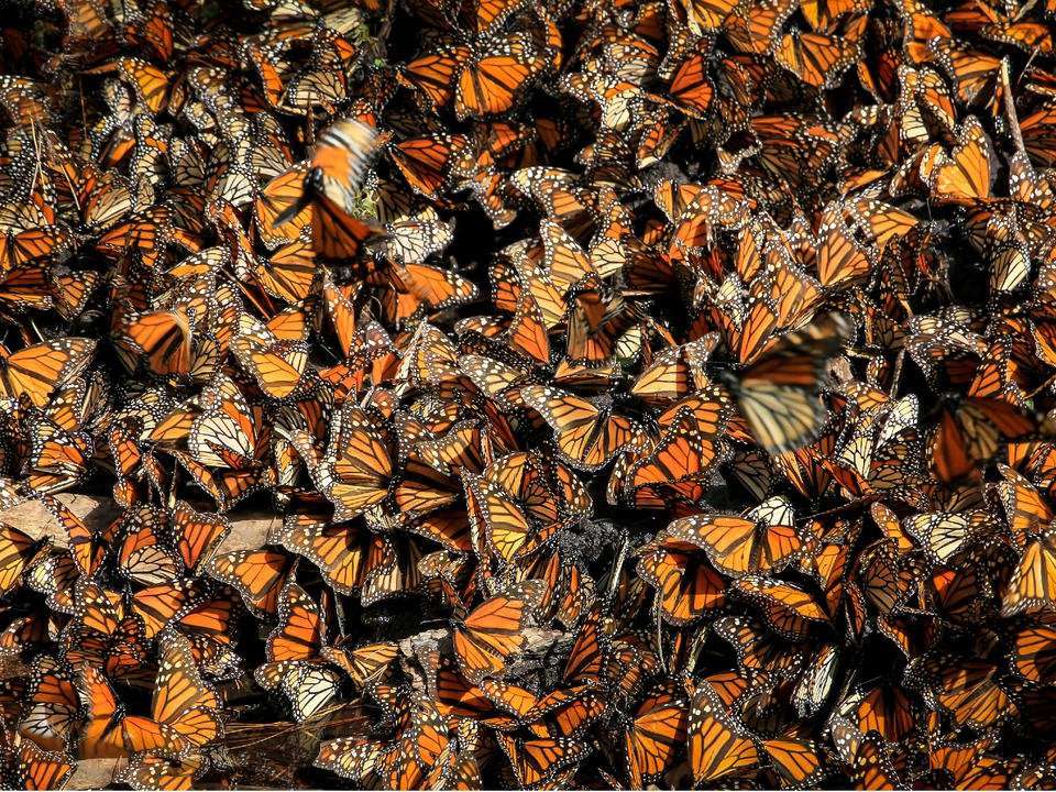 image for Monarch butterfly numbers at Mexico’s largest sanctuary are up about thirty percent compared to recent years