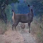 image for This African deer paying close attention in the wrong direction.