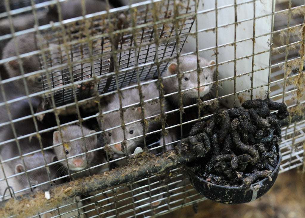 image for In an historic vote, Italy to ban fur farming and shut down all mink farms within six months