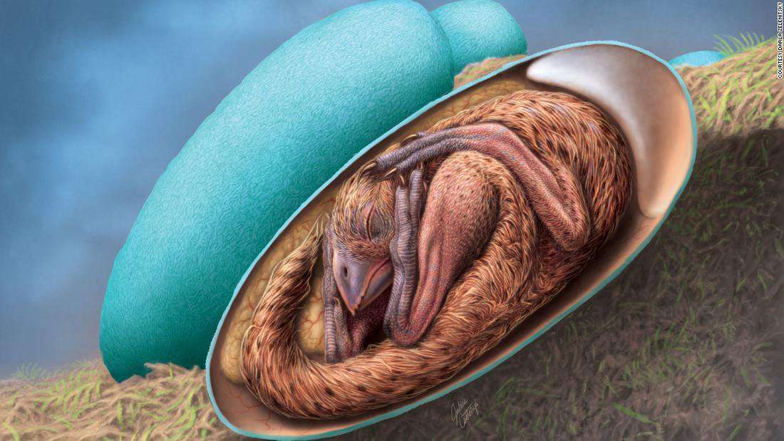 image for Perfectly preserved baby dinosaur discovered curled up inside its egg