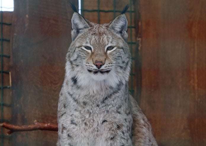 image for Lynx hunting in Latvia to be prohibited