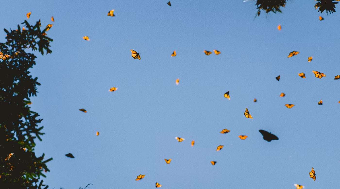 image for Monarch Population Soars 4,900 Percent Since Last Year in Thrilling 2021 Western Migration