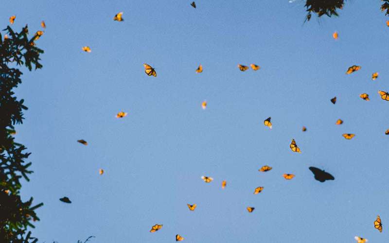 image for Monarch Population Soars 4,900 Percent Since Last Year in Thrilling 2021 Western Migration