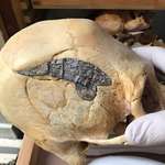 image for A Peruvian elongated skull with a metal plate surgically implanted