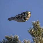 image for Owl in flight doesn't care about your laws of physics