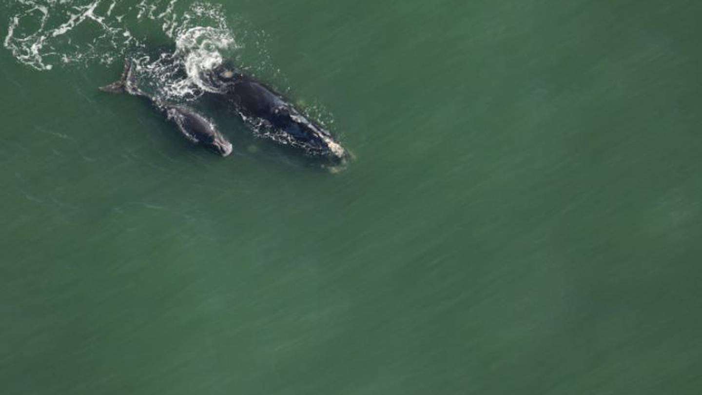 image for Baby news! 9th endangered right whale calf born this season