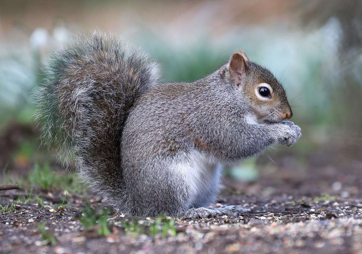 image for ‘Bloodthirsty’ squirrel attacks 18 people in Welsh village