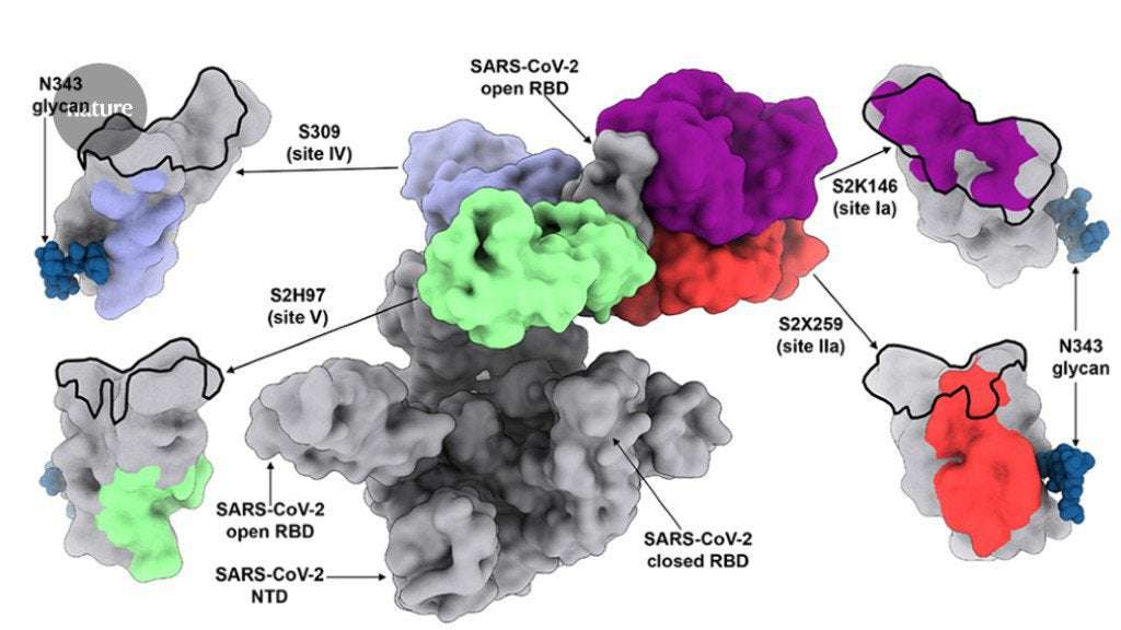 image for Broadly neutralizing antibodies overcome SARS-CoV-2 Omicron antigenic shift