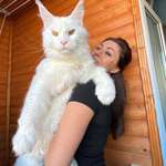 image for Kefir, the giant Maine Coon Cat from Russia
