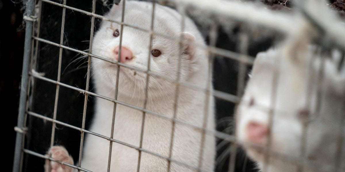 image for Italy Votes to Ban Fur Farming and Shut Down Mink Farms