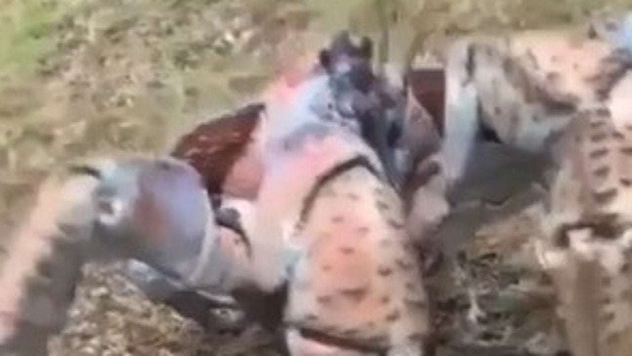 image for Giant coconut crab attempts to steal clubs on Christmas Island golf course
