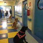 image for Service dogs waiting to enter their kids’ hospital rooms.