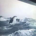 image for Stunning photo taken from a boat with two orcas a few meters away in the middle of the ocean.