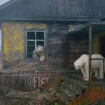 image for Polar Bears hanging out at an abandoned weather station on Kolyuchin Island in the Arctic Ocean.