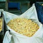 image for Live Male Chicks in a garbage bag about to be disposed.