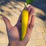 image for My wife found a lemon shaped like a chili!