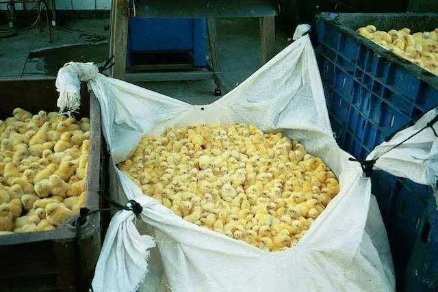 image showing Live Male Chicks in a garbage bag about to be disposed.