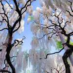image for Japanese White Wisteria trees.