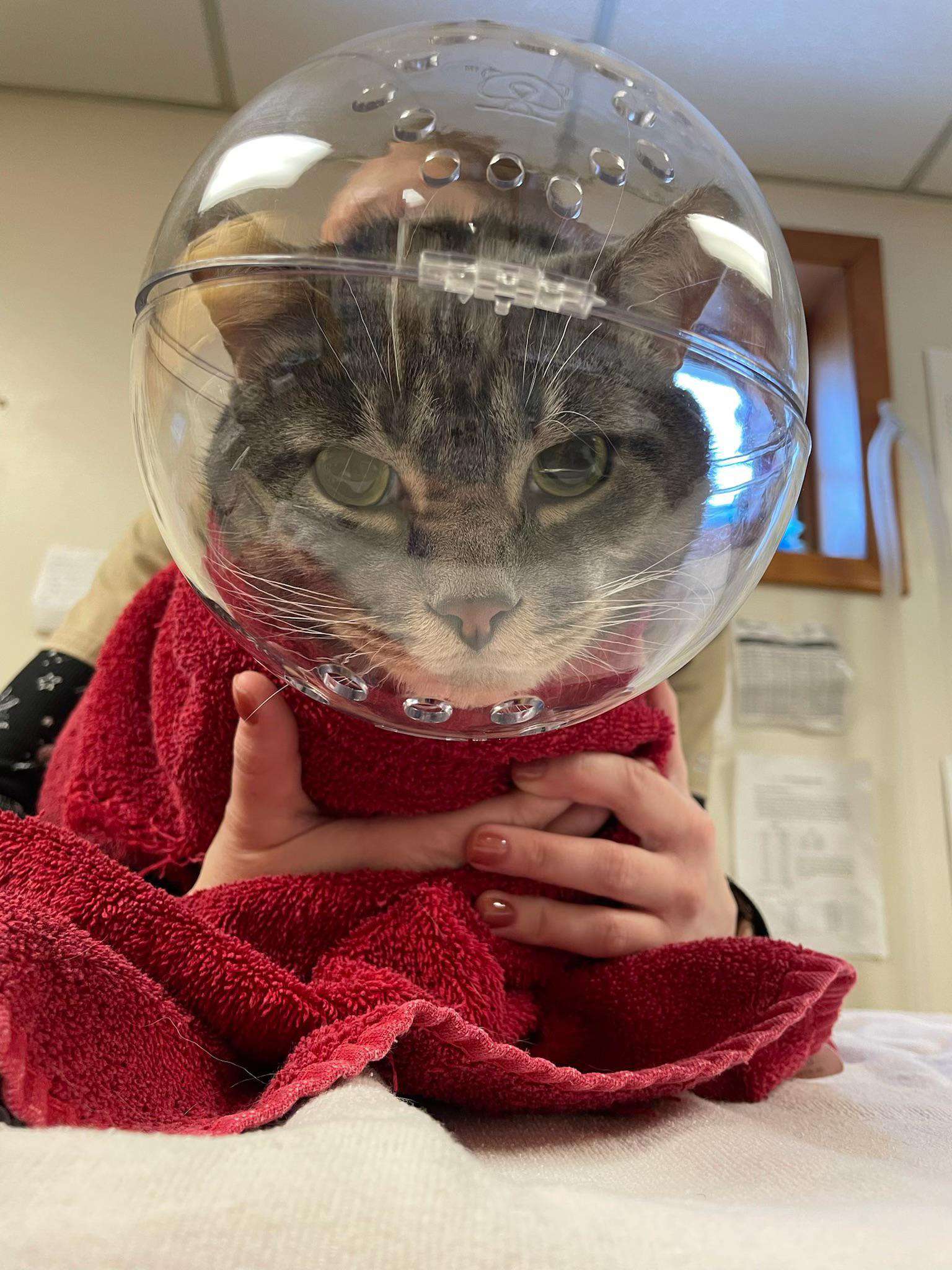 image showing My cat was being a bit of an asshole at the vet today.