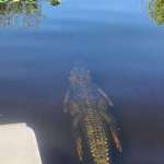 image for Gator havin' a swim