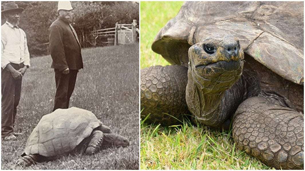 image for 190-year-old Jonathan becomes world's oldest tortoise ever