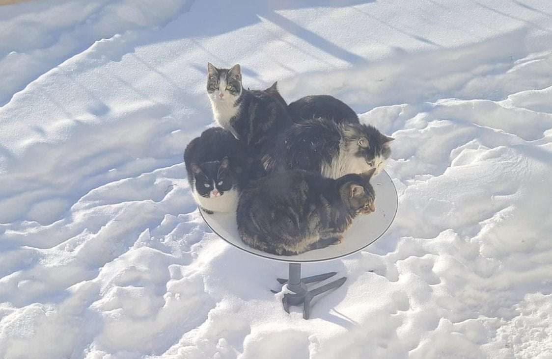 image for Outdoor Cats Are Using $500 Starlink Satellite Dishes as Self-Heating Beds