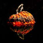 image for Photo I took of a rancid pumpkin floating in a canal. Gross but it’s maybe my favorite photo