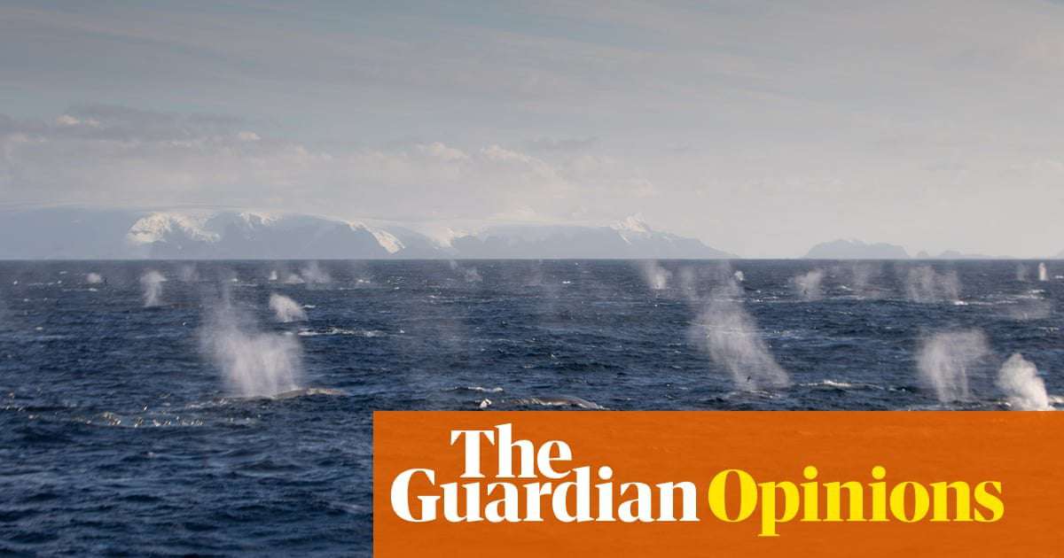 image for Seeing 1,000 glorious fin whales back from near extinction is a rare glimmer of hope | Philip Hoare