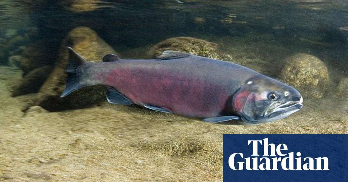 image for ‘Haven’t been seen for 25 years’: rains bring salmon back to California streams